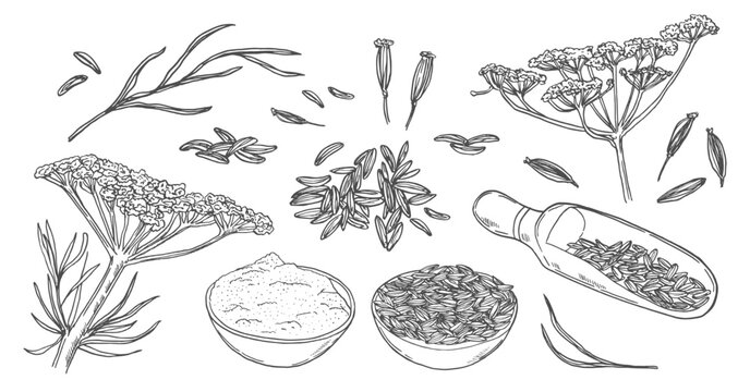 Cumin or zira spices set, flowering plant and il - sketch vector illustration isolated on white background. Hand drawn herbal elements. Cumin seeds for cooking or traditional medicine.