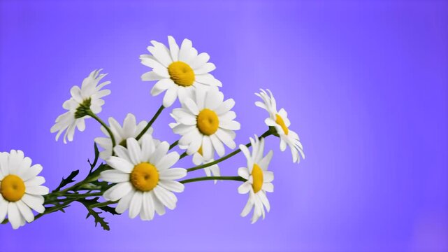 A beautiful 2D animation of white daisy flowers with vibrant yellow centers. Set against a solid purple background, this asset is ideal for spring-themed content, beauty branding, and floral design sh