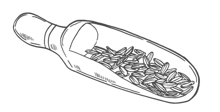 Wooden scoop. Wooden scoop with cumin seeds. Sketchy hand-drawn vector illustration.