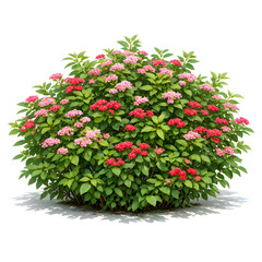 Naklejka premium Blooming Pink and Red Hydrangea Bush Isolated on White Background