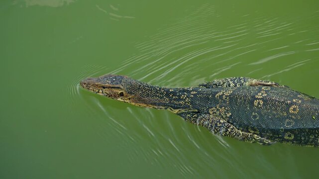 Asian water monitor lizard swimming in pond at Lumphini Park Bangkok, tropical reptile wildlife with copy space in Thailand