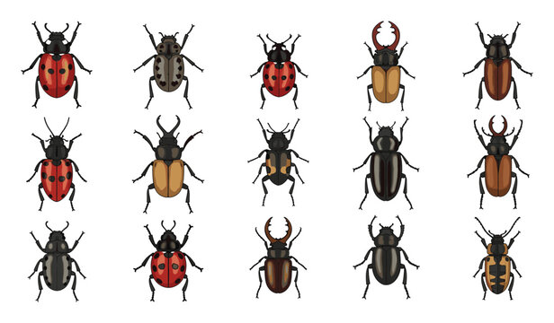 Diverse collection of colorful beetles and various bugs useful for nature projects and scientific education