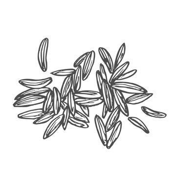 Cumin is a spice. Zira Vector graphics of fragrant spices. A black and white hand-drawn illustration. On a white background.