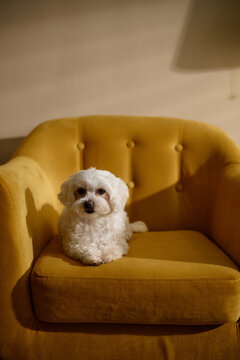 Portrait of small dog resting on armchair and looking at camera, suggesting pet care and home companionship. Useful for veterinary ads, pet insurance, adoption campaigns, vertical