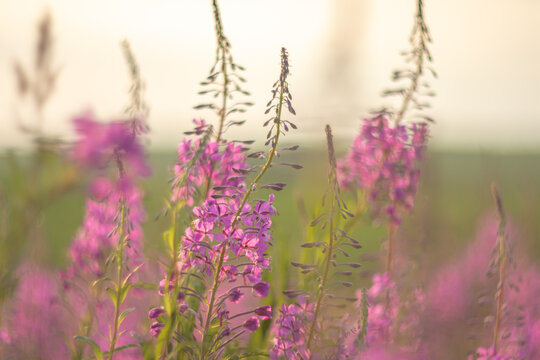 Pink rosebay willowherb flowers blooming in summer meadow. Wildflower field at golden hour. Botanical background for nature concept and eco design. Soft sunlight on flora.