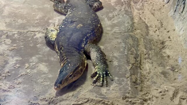 Asian water monitor lizard Varanus salvator resting on sandy ground in zoo terrarium exhibit