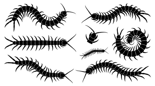 Black and white vector silhouette set of Giant Desert Centipede