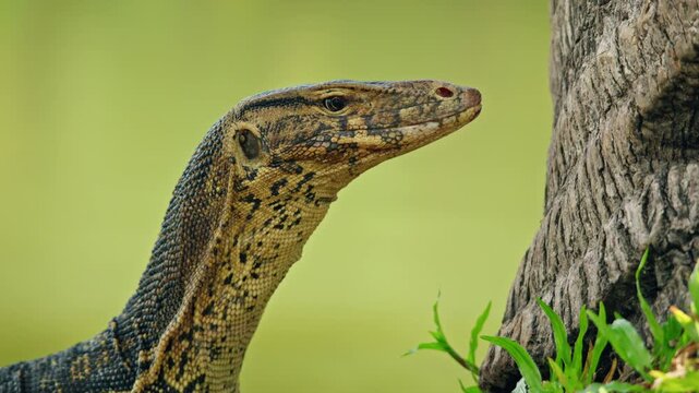 Asian water monitor lizard near tree in Lumphini Park Bangkok, exotic reptile wildlife portrait in urban Thailand