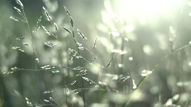 Close-up of tall grass stalks swaying gently in the warm sunlight with outdoors, 4k Video. generated with AI	