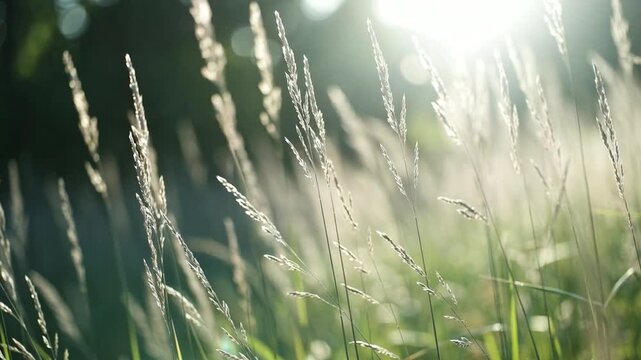 Close-up of tall grass stalks swaying gently in the warm sunlight with outdoors, 4k Video. generated with AI	