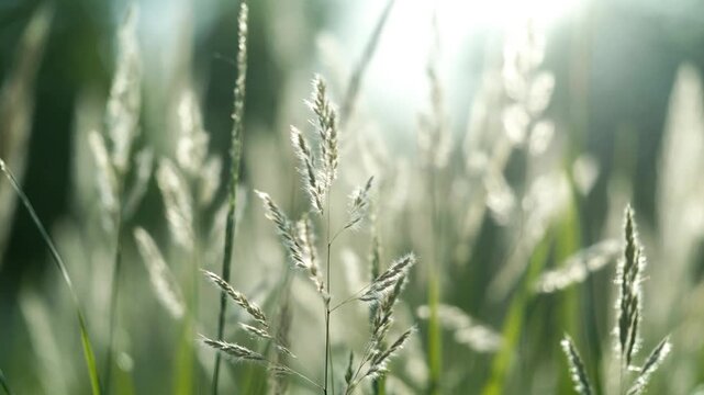 Close-up of tall grass stalks swaying gently in the warm sunlight with outdoors, 4k Video. generated with AI	