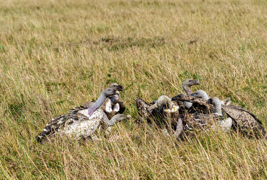 Mottled brown and white plumage and distinct white-tipped feathers with a white collara group of Ruppell's Vultures (Gyps rueppellii) at a kill.