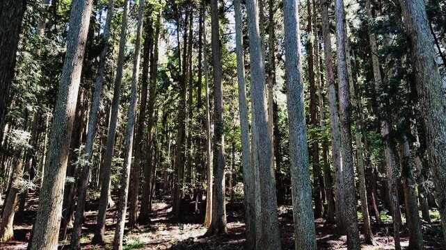 pine forest background, taken by moving camera down to up