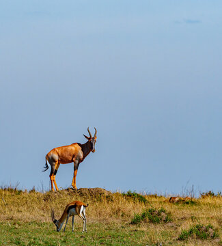 One topi or Damaliscus lunatus, standing on low rock overlooking the landscape with a grazing Thompsons gazelle below.