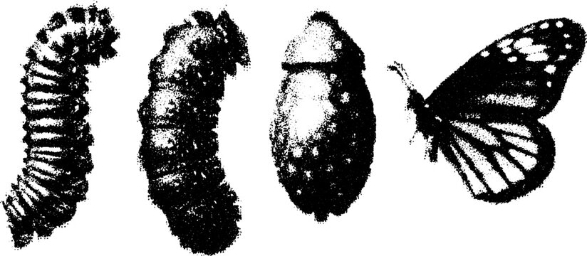 Butterfly lifecycle set illustrating stages: caterpillar, pupa, and butterfly. This vector illustration focuses on metamorphosis in black and white.