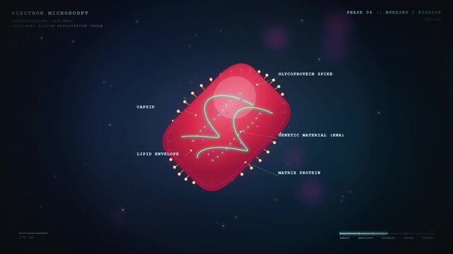 Microscopic virus replication animation showing two progeny virions in cell biology study