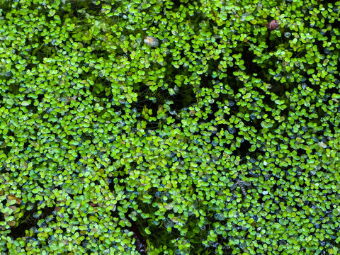 Kleine Wasserlinse 