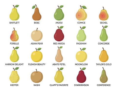 A variety of pears are displayed on a table in a market.