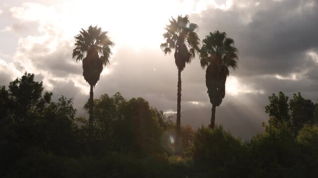 sunrays and clouds through palm trees, Stanford, South Africa