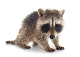 young raccoon © cynoclub