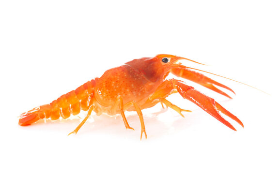red crayfish