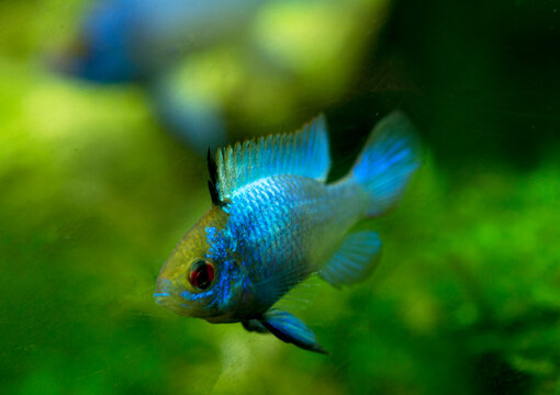  Microgeophagus Ramirezi Electric Blue