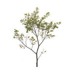 Obraz premium Small deciduous tree sapling with green foliage isolated on a solid black background, for compositing png isolated on a transparent background