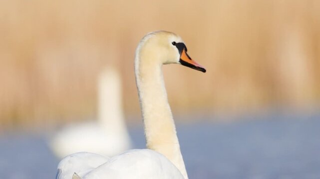 Cygnus olor swan gliding smoothly across a peaceful pond in late afternoon light