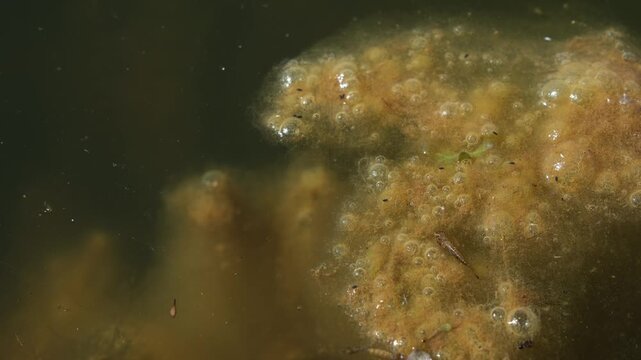 Filamentous algae and slimy organic biofilm on the stagnant water surface with trapped gas bubbles. Microorganism habitat.