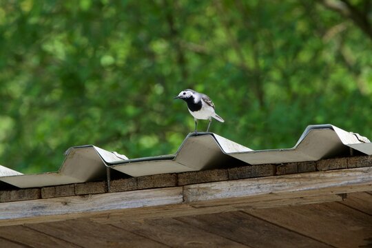 closeup of a wagtail