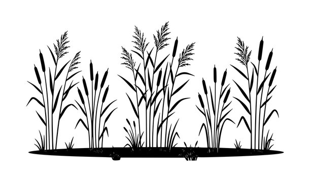 Minimal reed silhouette collection in wetland swamp nature vector illustration set isolated on white background