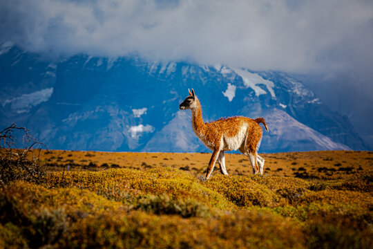 Guanaco standing on Patagonian steppe with mountains, Chile