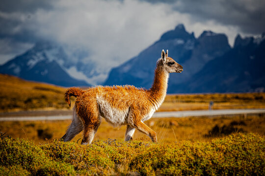 Guanaco standing on Patagonian steppe with mountains, Chile