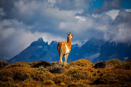 Guanaco standing on Patagonian steppe with mountains, Chile