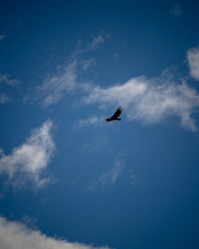 Andean condor soaring in blue sky, Torres del Paine Chile