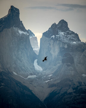Andean condor flying between granite towers, Torres del Paine Chile