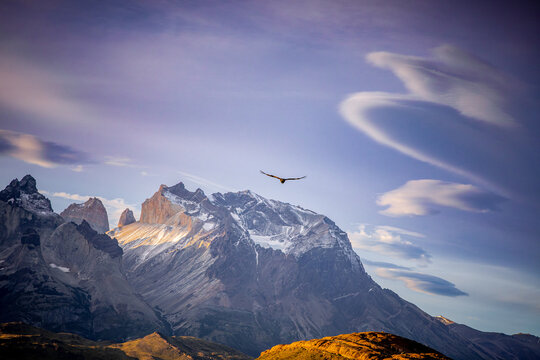 Andean condor gliding over mountains, Torres del Paine Chile