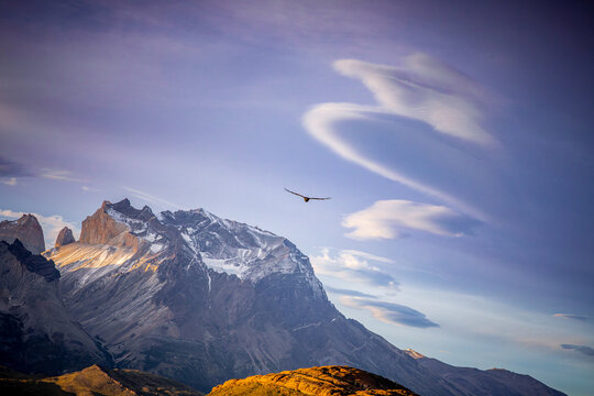 Andean condor gliding over mountains, Torres del Paine Chile