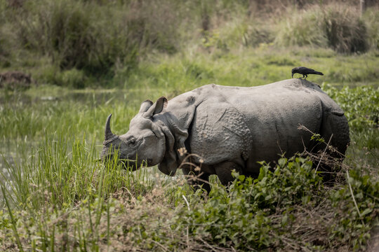 Greater One-Horned Rhinoceros grazing near wetlands
