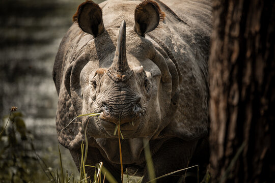 Close-up of Greater One-Horned Rhinoceros feeding by the wetlands