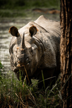 Powerful One-Horned Rhino Staring in the Wild