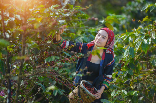 Akha woman picking red coffee beans on bouquet on tree arabica c