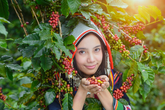 Akha woman picking red coffee beans on bouquet on tree arabica c