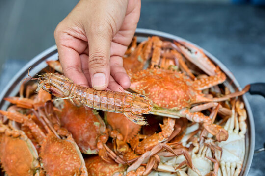 Hand holding a cooked mantis shrimp over a pot of steamed crabs