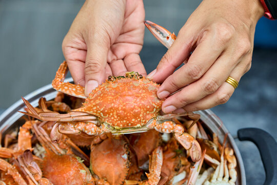 Hands preparing steamed blue crabs for eating