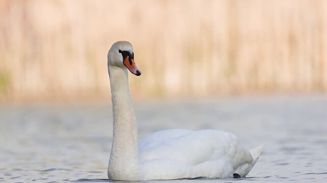 Majestic Mute Swan Cygnus olor swimming on a calm lake with soft background
