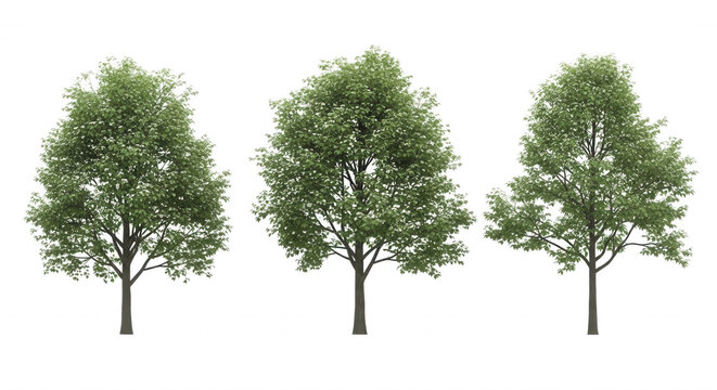 Three deciduous trees with dense green foliage and visible brown trunks isolated on a solid black background, set of three isolated trees