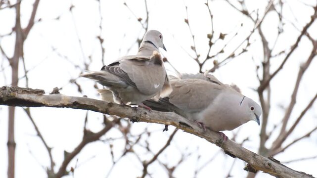 Two Eurasian Collared Doves Streptopelia decaocto perched together on a branch in spring