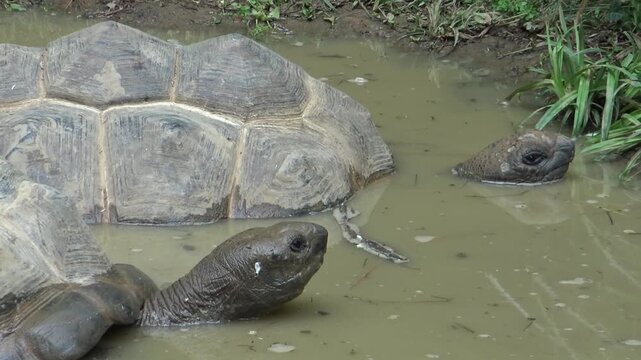 turtle in the water