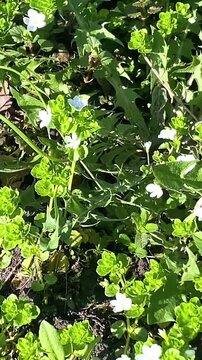 Gentle Breeze Swaying White Speedwell (Veronica persica) Flowers in Lush Green Ground Cover &mdash; Spring Micro-Landscape Video